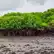 泰米尔纳德邦Thanjavur种植13000红树林保护海滨生活一个星期